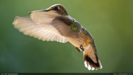 Hummingbird -- Ruby-throated hummingbird hovers in the sunshine
