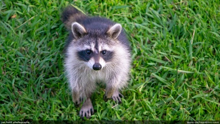Raccoon -- Raccoon at Hawks Nest State Park in West Virginia