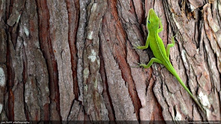 Green Anole -- A green anole climbs up a tree in Georgetown, SC