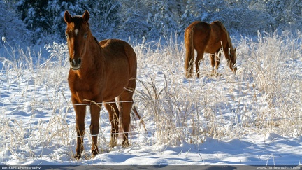 Snow Horse -- Some horses in a snowy field near Lincolnton, NC