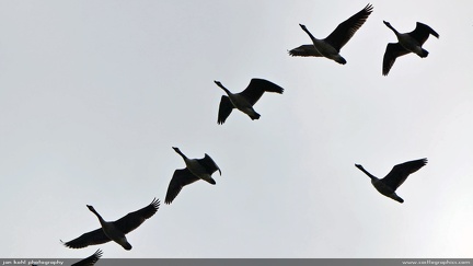 Southbound -- Canada geese flying southward in September