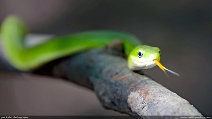 Green snake -- A rough green snake (describing the family, not his living habits) slides across a branch in a North Carolina forest