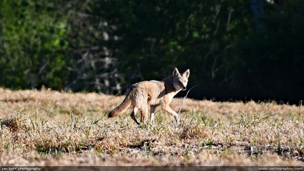 Coyote -- Coyote on the run in western North Carolina