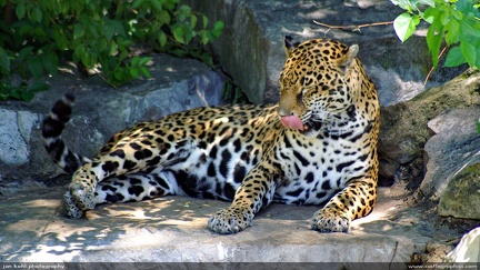 Leopard Lick -- Leopard at St Louis Zoo seems to be enjoying himself