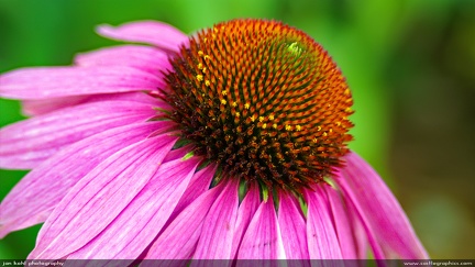 Intricate Echinacea -- The amazing detail of a purple cone-flower up close