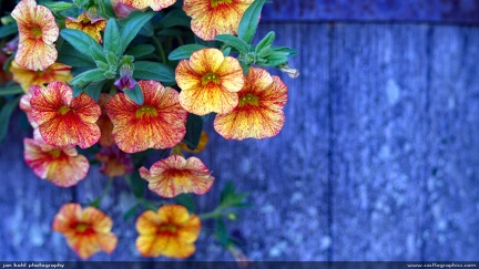 Contrasts of color -- A really beautiful setting of an old wooden planter and colorful Calibrachoa flowing over the side