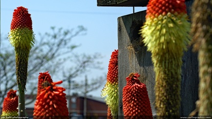 Red hot pokers -- A nice contrast of an old birdhouse and knophia flowers