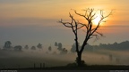 Fog & Field