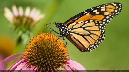 Monarch & Echinacea -- A monarch butterfly gathering nectar from a purple cone-flower